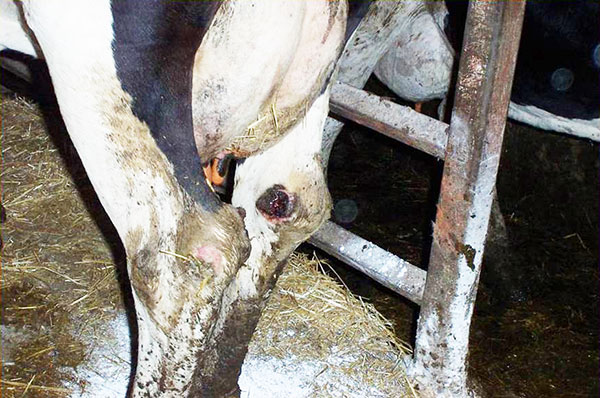 Cow Comfort_hocklesions_badstalls